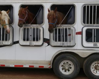trailer paard